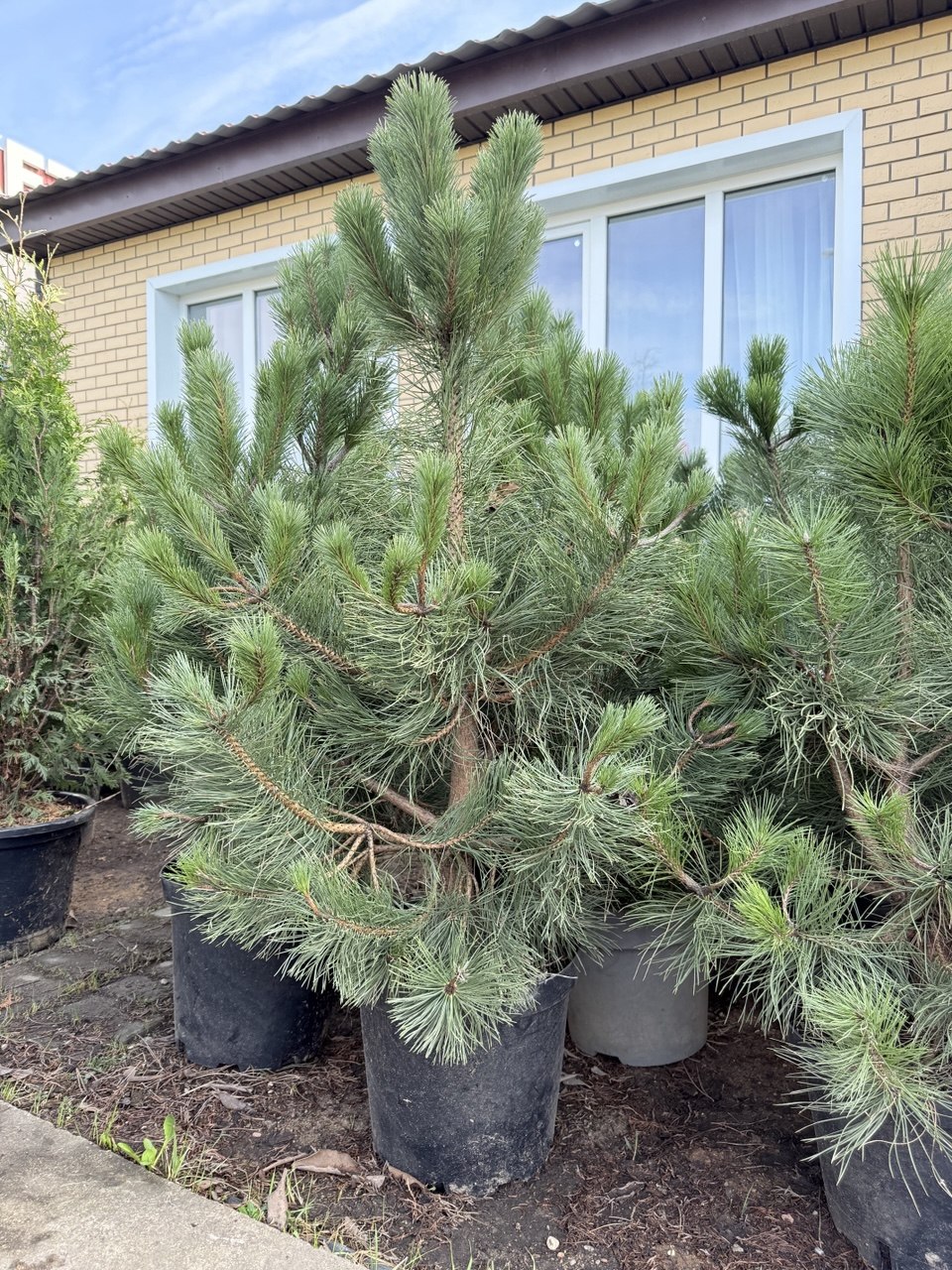 Сосна черная (Pinus Nigra)